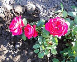 la photo colorée montre une fleur rose en fleurs