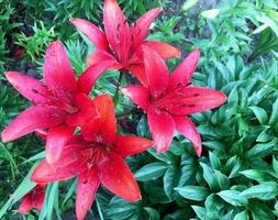 fleur de lys en fleurs avec des feuilles vertes, nature naturelle vivante photo