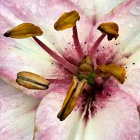 fleur épanouie avec des feuilles, nature naturelle vivante photo