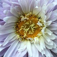 fleur épanouie avec des feuilles, nature naturelle vivante photo