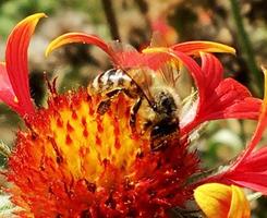l'abeille vole lentement vers la plante, recueille le nectar pour le miel photo