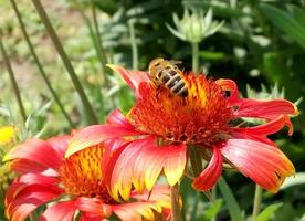 l'abeille vole lentement vers la plante, recueille le nectar pour le miel photo