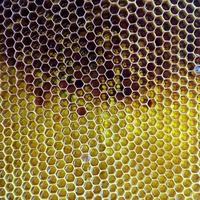nid d'abeille de ruche rempli photo