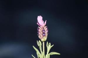 Fleur plante aromatique close up lavandula stoechas famille des lamiacées photo