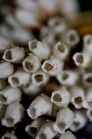 Pieris japonica famille de fleurs ericaceae close up background botanique photo