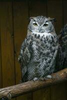 génial cornu hibou dans zoo photo