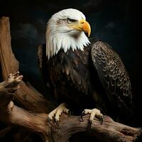 mature américain chauve aigle, portrait de faune, ai génératif photo