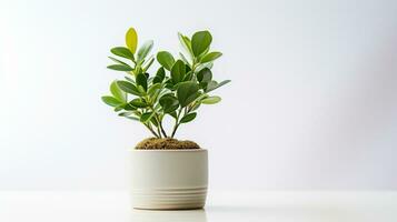 intérieur petit plante dans pot sur arrière-plan, copie espace, ai génératif photo