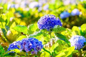 fleurs d'hortensias bleus en fleurs dans le jardin. photo