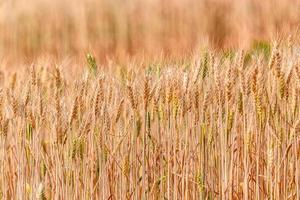 grain jaune prêt pour la récolte poussant dans un champ de blé. photo