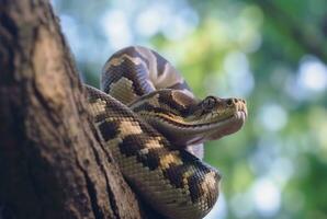 fermer de python sur arbre avec flou Contexte. génératif ai photo