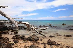 île hawaii, plage 67 bois flotté et mer photo