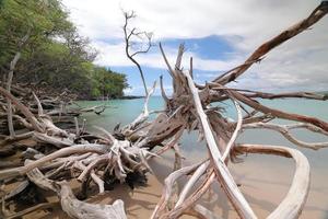 île hawaii, plage 67 bois flotté et mer photo