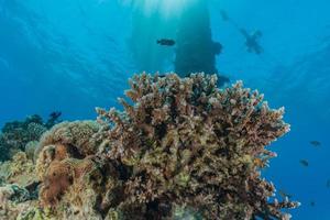 récif de corail et plantes aquatiques dans la mer rouge, eilat israël photo