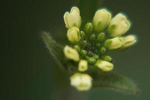 fleurs étonnantes dans les jardins botaniques d'israël photo