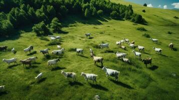 aérien vue de une troupeau de chèvres pâturage sur une vert prairie. ai généré. photo