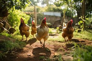 poulets en marchant sur le herbe dans le village. sélectif se concentrer. ai généré. photo