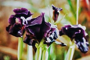 fleurs étonnantes dans les jardins botaniques d'israël photo