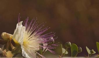 fleurs étonnantes dans les jardins botaniques d'israël photo