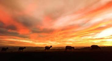 un coucher de soleil fou en afrique du sud, vues d'afrique du sud photo