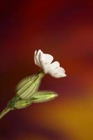 fleur fleur fermer silene latifolia famille caryophyllceae photo