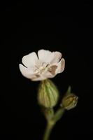 fleur fleur fermer silene latifolia famille caryophyllceae photo
