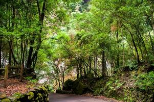 los tilos forêt sur le île de la palme, une endroit de indescriptible beauté photo