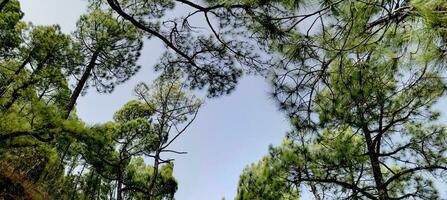 paysage de le île de la palma dans le canari archipel photo