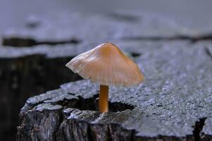 détail de une sauvage champignons dans leur Naturel environnement photo