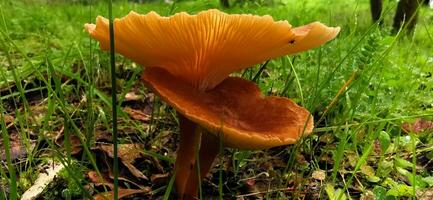 détail de une sauvage champignons dans leur Naturel environnement photo