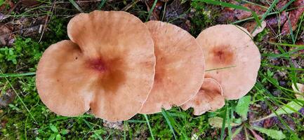 détail de une sauvage champignons dans leur Naturel environnement photo