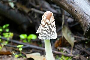 détail de une sauvage champignons dans leur Naturel environnement photo
