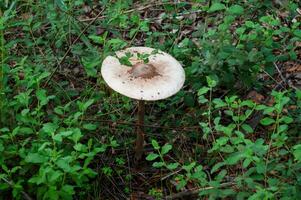 détail de une sauvage champignons dans leur Naturel environnement photo