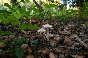 détail de une sauvage champignons dans leur Naturel environnement photo