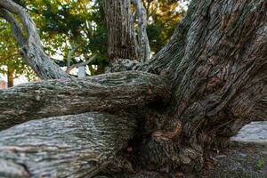 melaleuca armillaire est une très grand arbre, avec grand branches, à l'origine de Australie photo