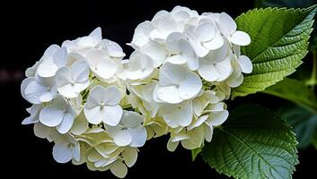 blanc Hortensia fermer avec génial détail. ai généré photo