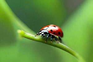 cette texte est à propos à la recherche étroitement à une coccinelle sur une vert tige et mise en évidence le variété de vivant des choses dans petit environnements.. Créatif Ressource, ai généré photo