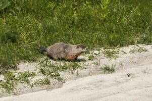 marmotte dans une la nature réserve dans Canada photo