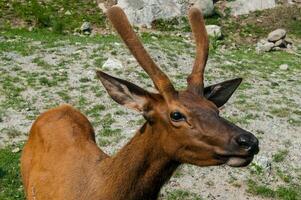 cerf dans une la nature réserve dans Canada photo