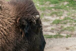 gros bison dans une la nature réserve dans Canada photo