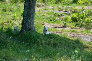 blanc Loup dans une la nature réserve dans Canada photo