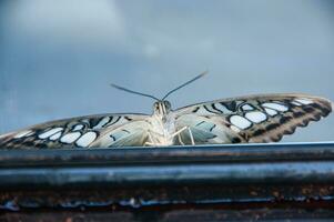 le beauté de le couleurs et modèle de une papillon photo