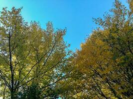 le Naturel beauté de l'automne couleurs et chute feuilles photo