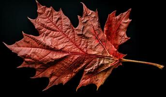 vibrant l'automne vieux sec érable feuille sur foncé Contexte. ai généré photo