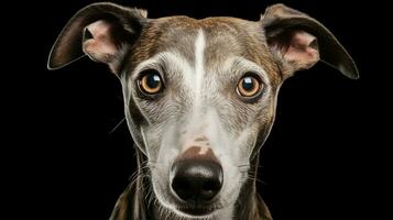 réaliste portrait de whippet chien. ai généré photo