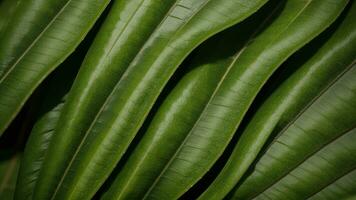 fermer la nature voir de tropical vert monstera feuille établissement. niveau poser, progressé établissement la norme concept. ai généré photo