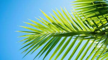 vibrant vert paume feuilles contre bleu ciel photo