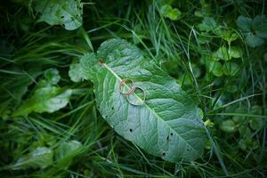 deux anneaux de mariage dorés se trouvent sur les feuilles de la plante. photo