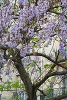 livre accroché à l'arbre à fleurs bleues france, paris photo