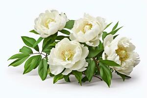 blanc pivoine fleurs avec vert feuilles sur blanc arrière-plan, Haut vue ai généré photo